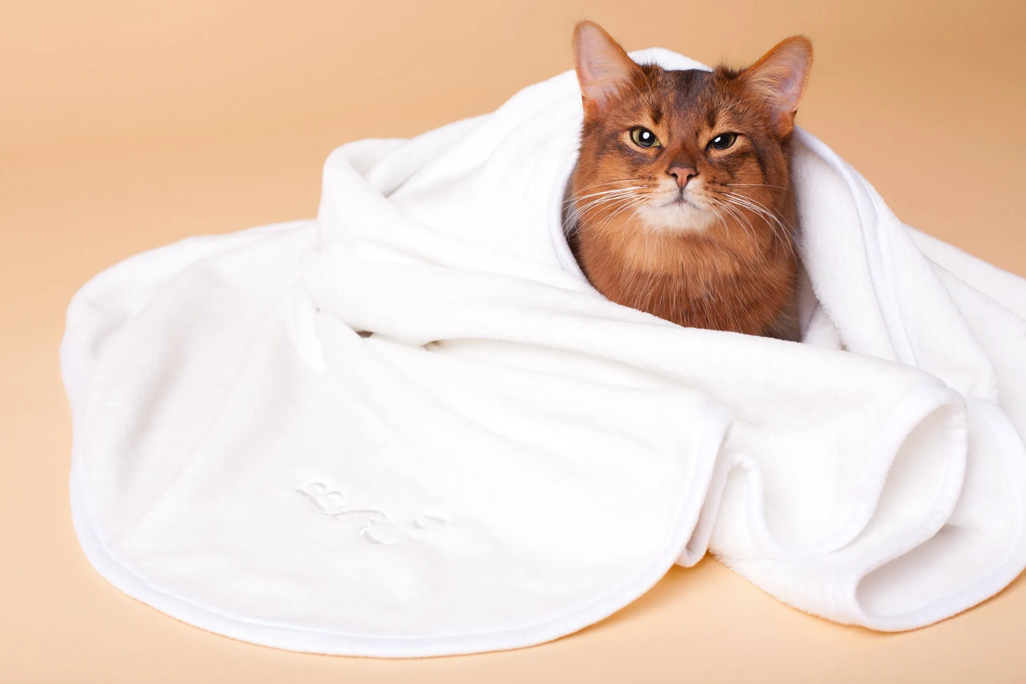 Soft Fleece Blanket in Cream